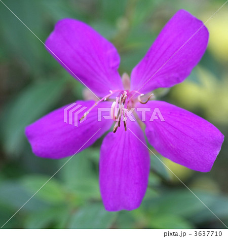 ノボタン 3637710