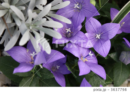 モクビャッコウとキキョウ 3637798