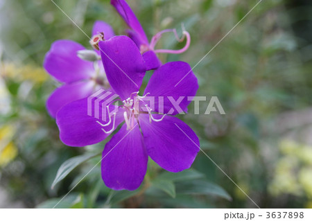 ノボタン ノボタン 3637898