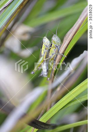 自然教育園のおんぶバッタ（東京都港区） 3638029