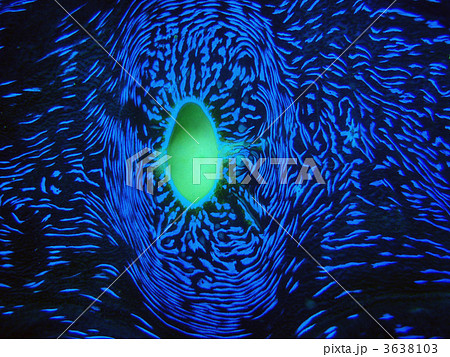 シャコ貝 青 海中 シャコガイ シャコ貝 青 海中 シャコガイ 3638103