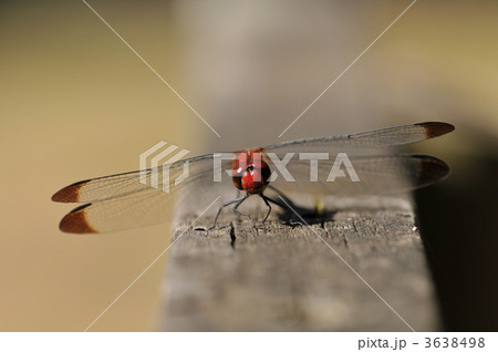赤トンボの仲間　～コノシメトンボ～ 3638498