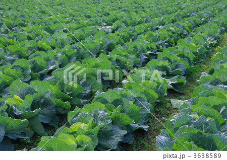 初冬のキャベツ畑　キャベツ畑　畑のキャベツ 3638589