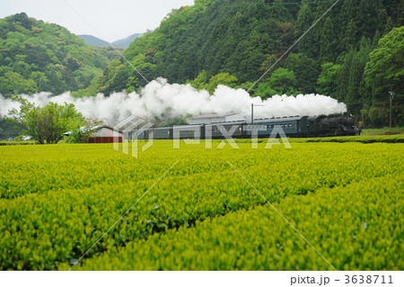 茶畑と蒸気機関車 3638711