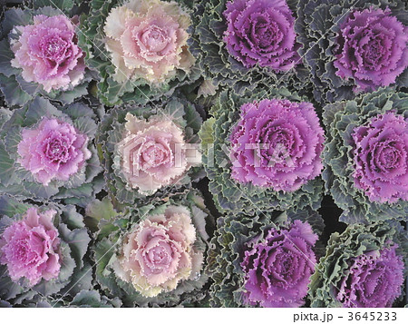 並ぶ葉牡丹 3645233