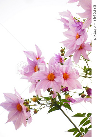 皇帝ダリア 3645238