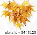 落ち葉のハート 3646123