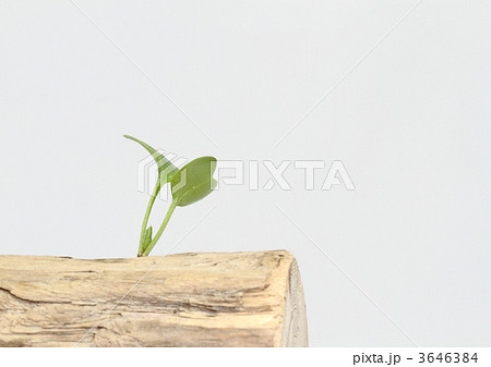 未来への希望の双葉 未来への希望の双葉 3646384