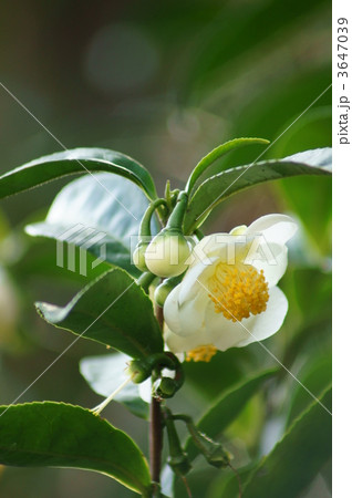 茶の花　丸っこくてかわいい花です。 3647039