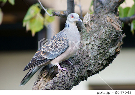 梅の木に雉鳩 ちょっと警戒 梅の木に雉鳩 ちょっと警戒 3647042