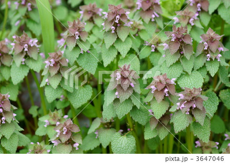 春の姫踊子草 春の姫踊子草 3647046