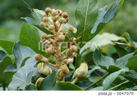 八つ手のつぼみ 3647070