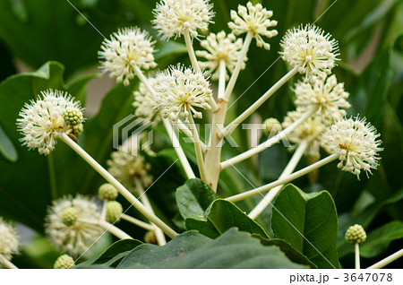 八つ手の花は花火のよう 八つ手の花は花火のよう 3647078