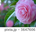 山茶花 3647606