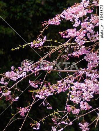 枝垂れ桜 枝垂れ桜 3648372