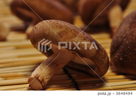 椎茸 3648494
