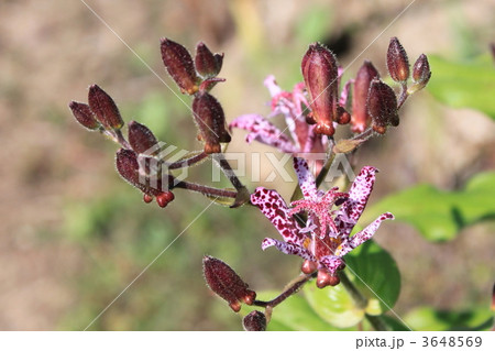 ホトトギス 3648569