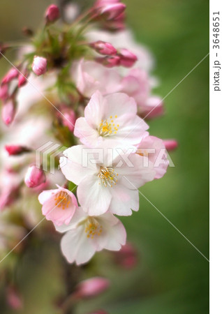 ゴテンバザクラ 3648651