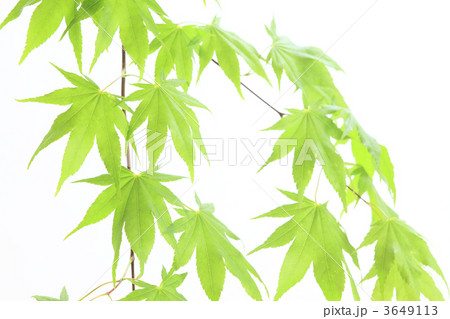 もみじの若葉 3649113