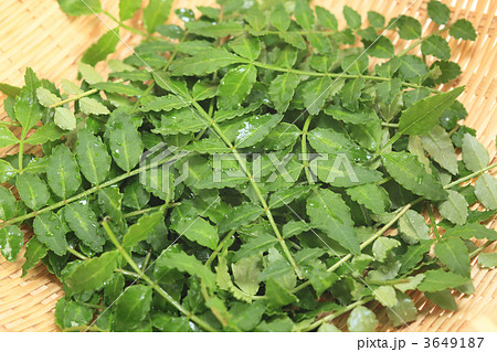 山椒の葉 3649187