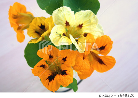 ナスタチウムのアレンジ 3649320