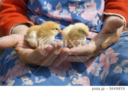 close up og hands holding chicken close up og hands holding chicken 3649859