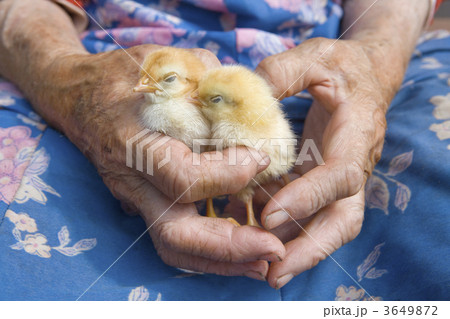 close up og hands holding chicken 3649872
