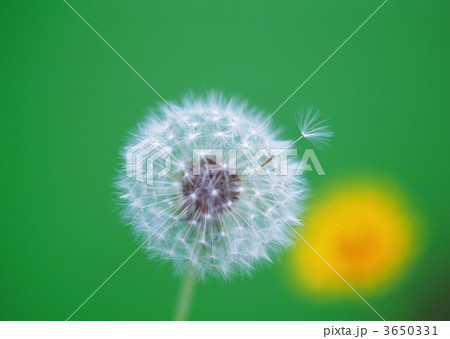 3650331