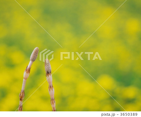 3650389