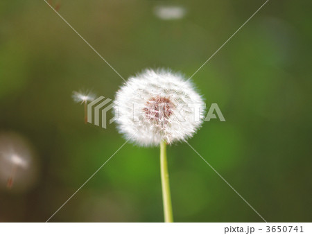 3650741