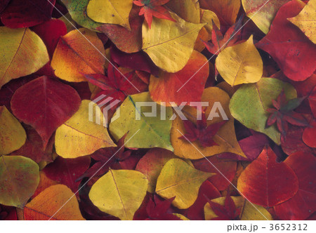 3652312