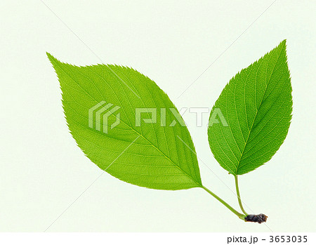 Cherry Tree Leaves Cherry Leaves Sakura Leaves Stock Photo