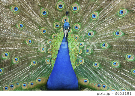 male peacock with tail feathers spread male peacock with tail feathers spread 3653191