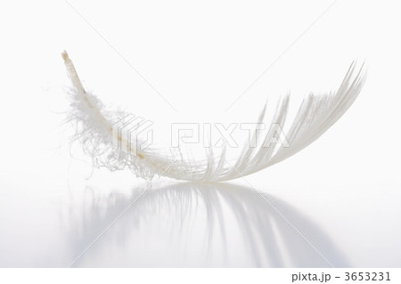 white feather 3653231