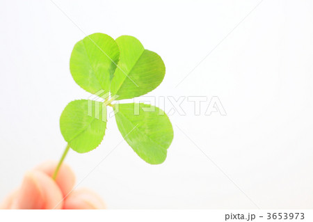 四葉のクローバー 3653973