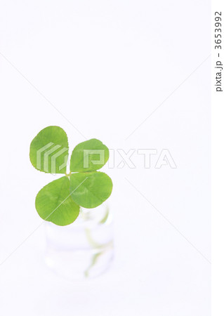 四葉のクローバー 3653992