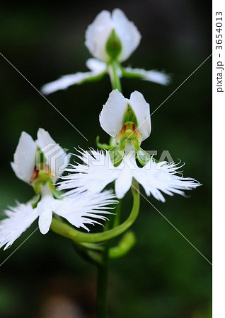 さぎそう さぎそう 3654013