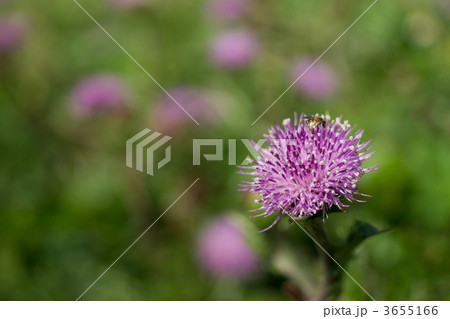 ノハラアザミ 3655166