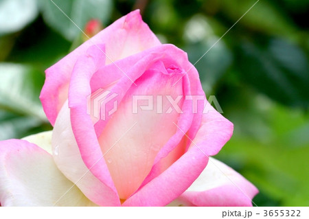 白色にピンクのふちどりのバラ「プリンセスドゥモナコ」 3655322