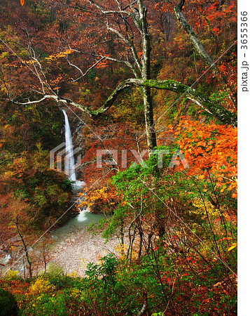 紅葉の大山滝 3655366