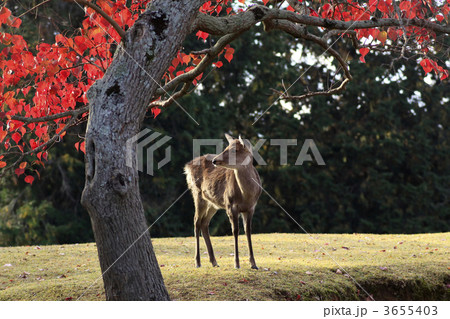 紅葉と鹿 3655403