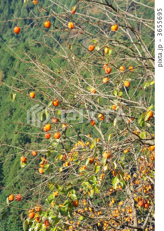 柿の実 3655695