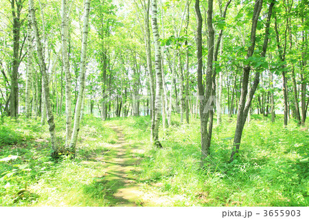 新緑の小道 3655903