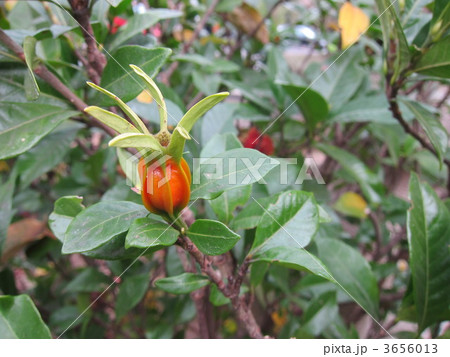 くちなしの実 3656013