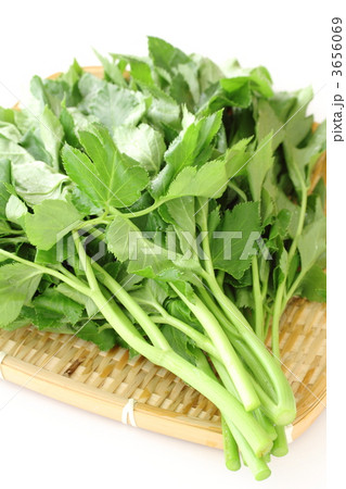 あしたば 3656069