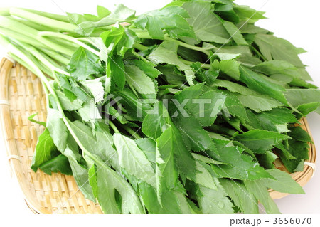 あしたば 3656070