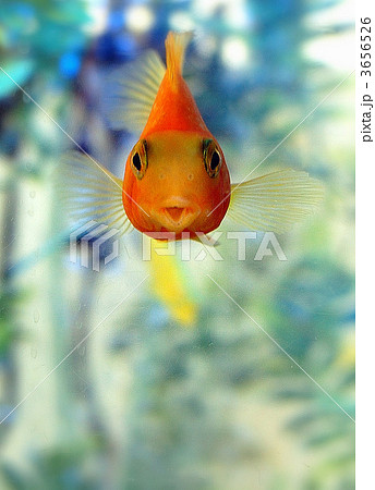 金魚の顔の写真素材