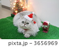 サンタ猫 3656969