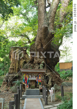 来宮神社大楠 来宮神社大楠 3656970