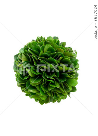 トピアリー 3657024